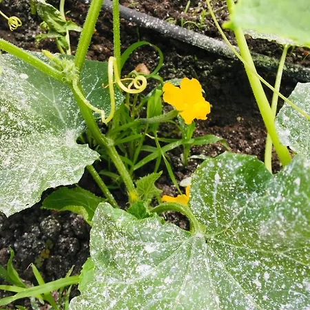 за гости димитрови Maison d'hôtes 3*