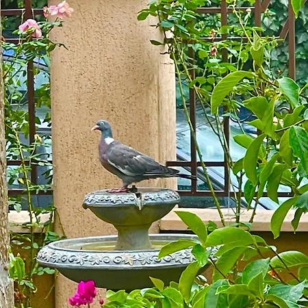 Maison d'hôtes за гости димитрови