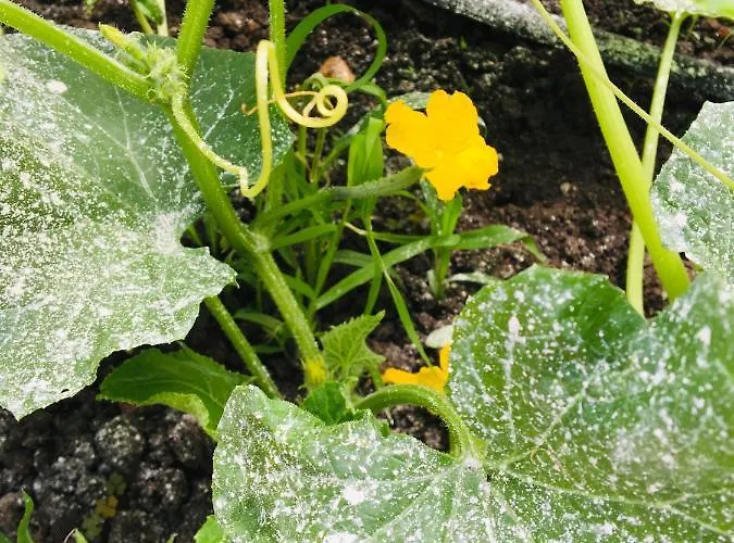 за гости димитрови بيت ضيافة 4*