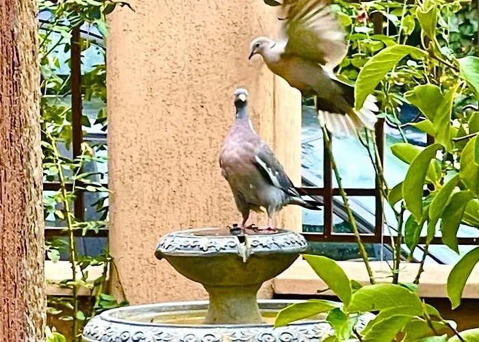 بيت ضيافة за гости димитрови بورغاس