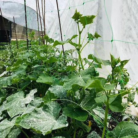 Guest house за гости димитрови