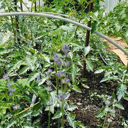 за гости димитрови 3*