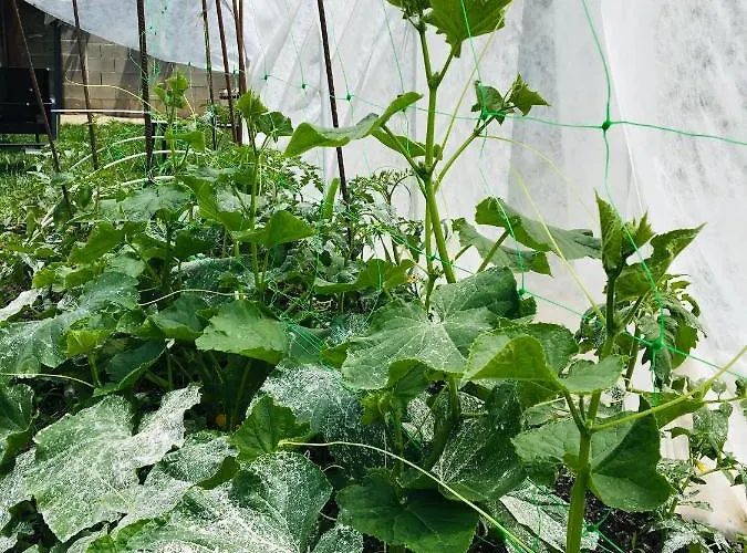 Pensionat за гости димитрови