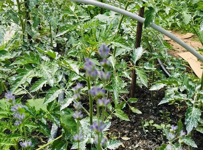 за гости димитрови 4*