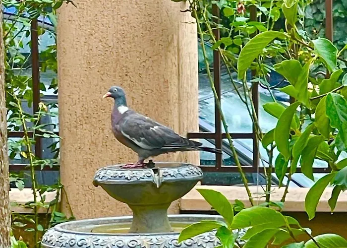 Pensionat за гости димитрови